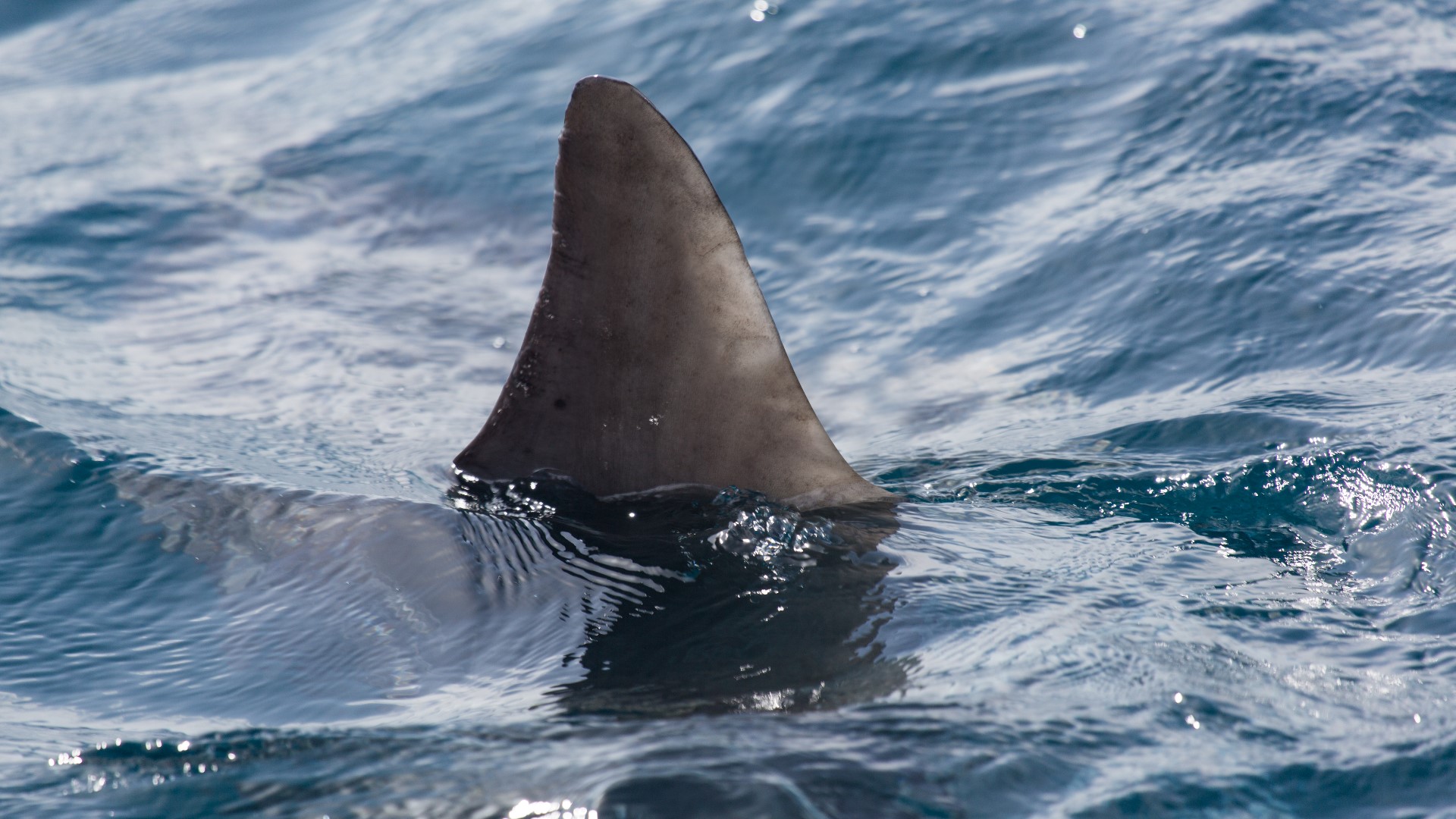 The parks director said a shark named "Penny" was detected through a radio ping off Pemaquid Lighthouse last night.