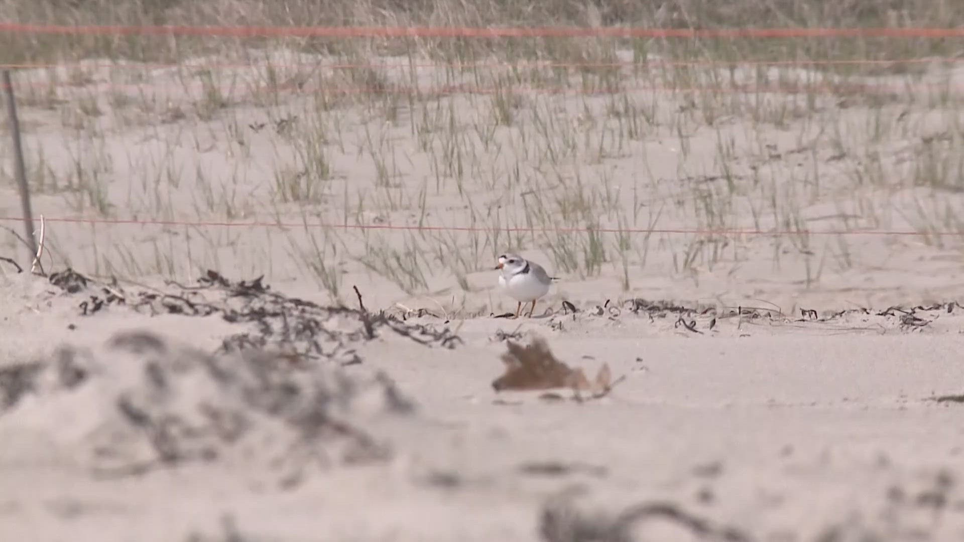 Some Mainers are lending a hand to one of Maine's tiny, and endangered, beach-faring birds.