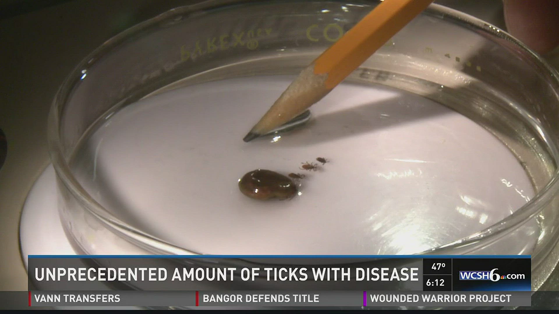 Amount of ticks with disease on the rise