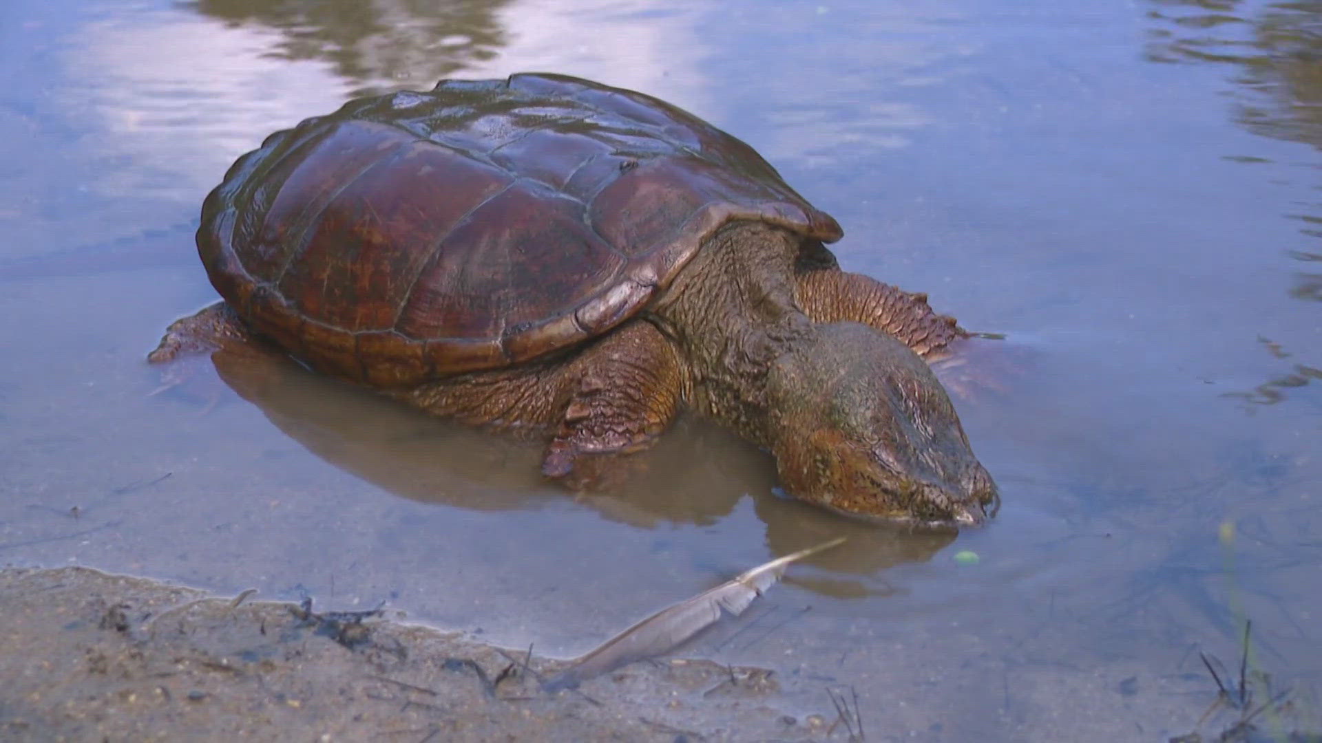The Maine Department of Inland Fisheries & Wildlife said abuse of turtles is uncommon in the state. The agency is talking with people about what they said they saw.