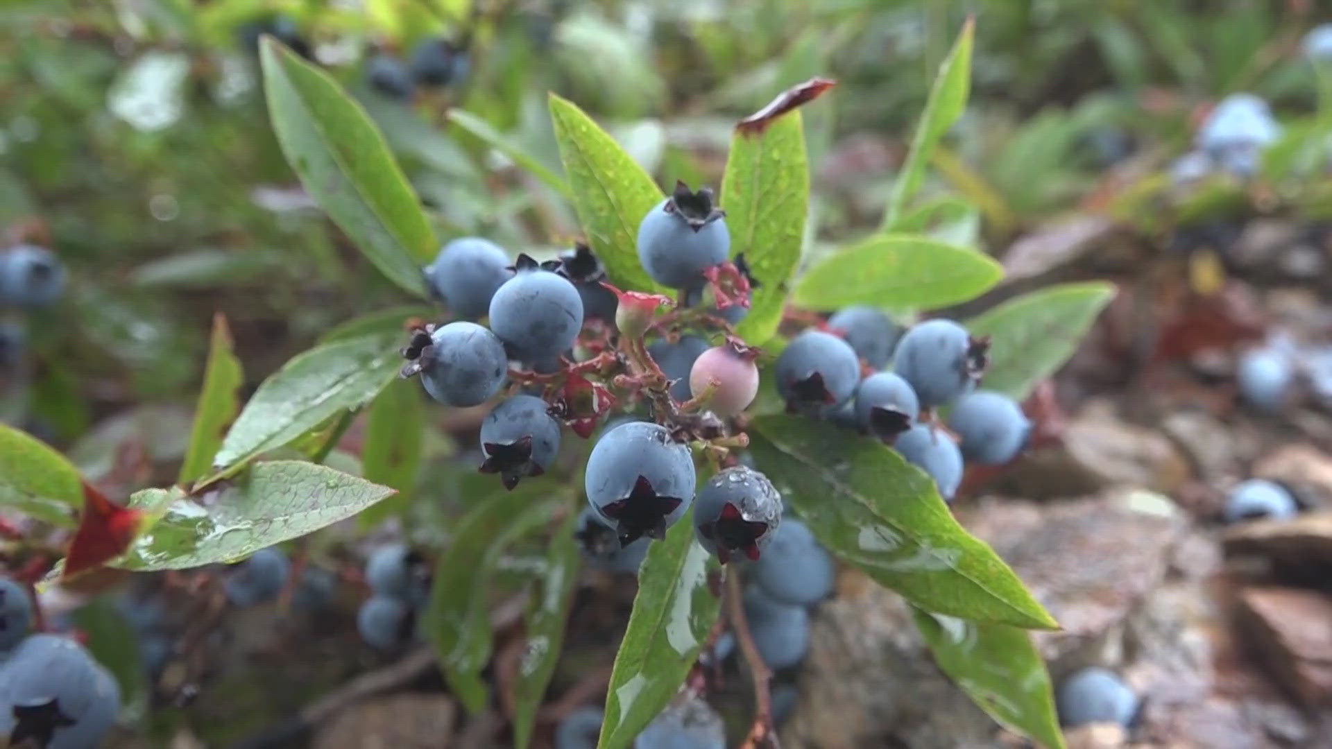 Wild blueberries are one of Maine's most well-known crops.