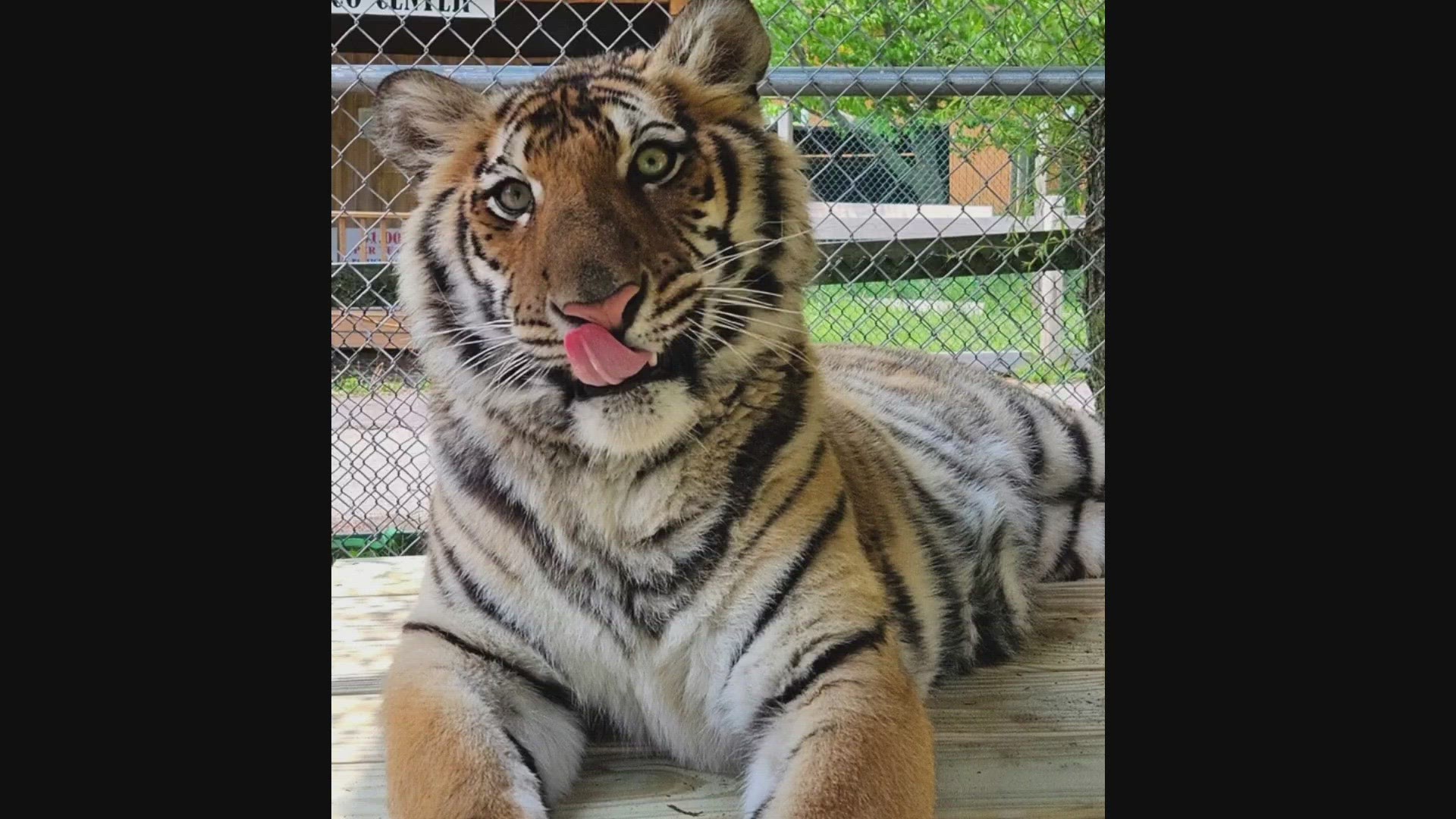 York's Wild Animal Kingdom has a new tiger, and they're looking for a name. The zoo is taking suggestions over Facebook.