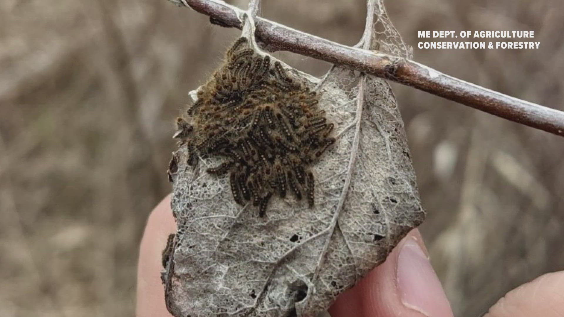 The caterpillars shed toxic hairlike fibers that can cause a skin rash similar to poison ivy.