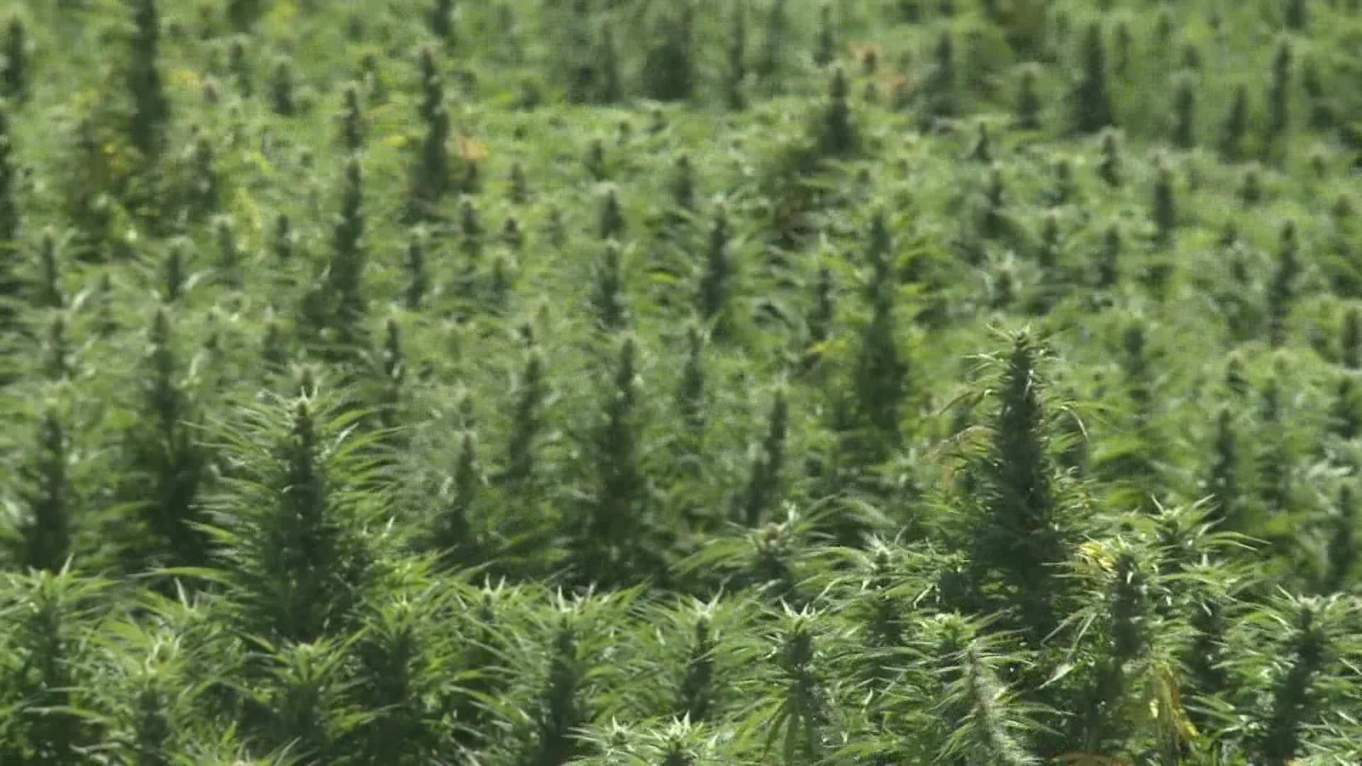 Rep. Pingree’s Hemp Advancement Act aims to remove three major restrictions that are hindering the hemp industry across the state.