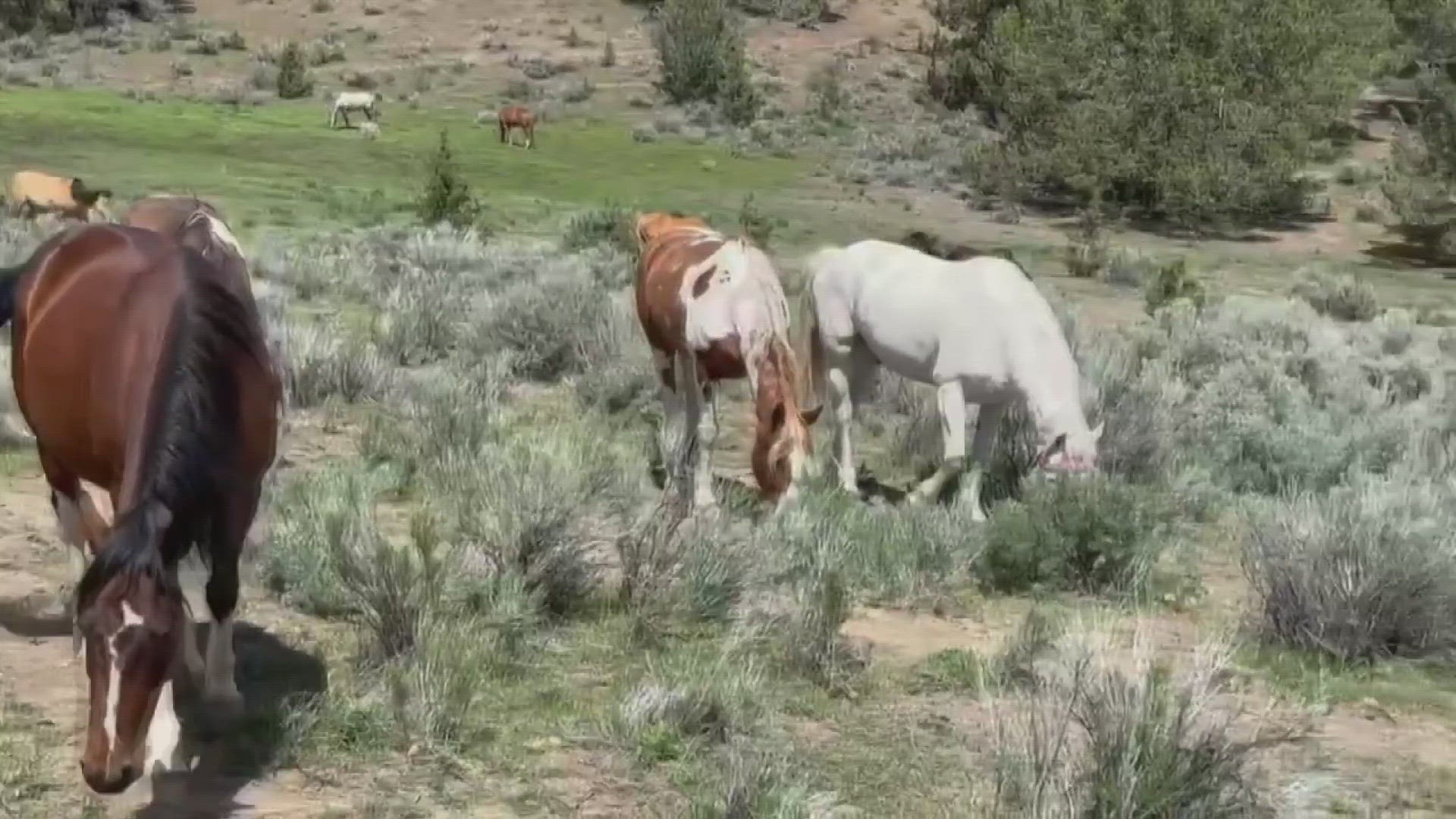 The trio of wild mustangs, better known as "The Maine Three," were saved along with 17 other horses from a farm in Springvale after months of neglect.