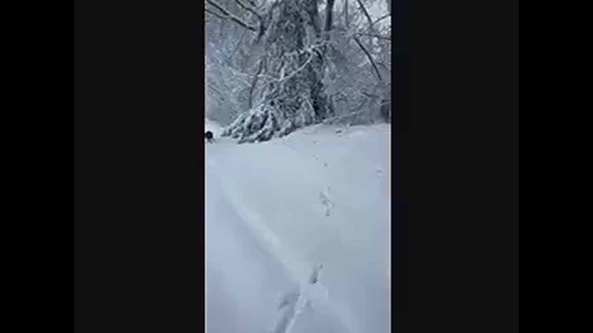 A walk in the snow with the dogs.