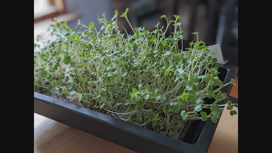 UMaine researchers studying broccoli sprouts as treatment for inflammatory bowel disease