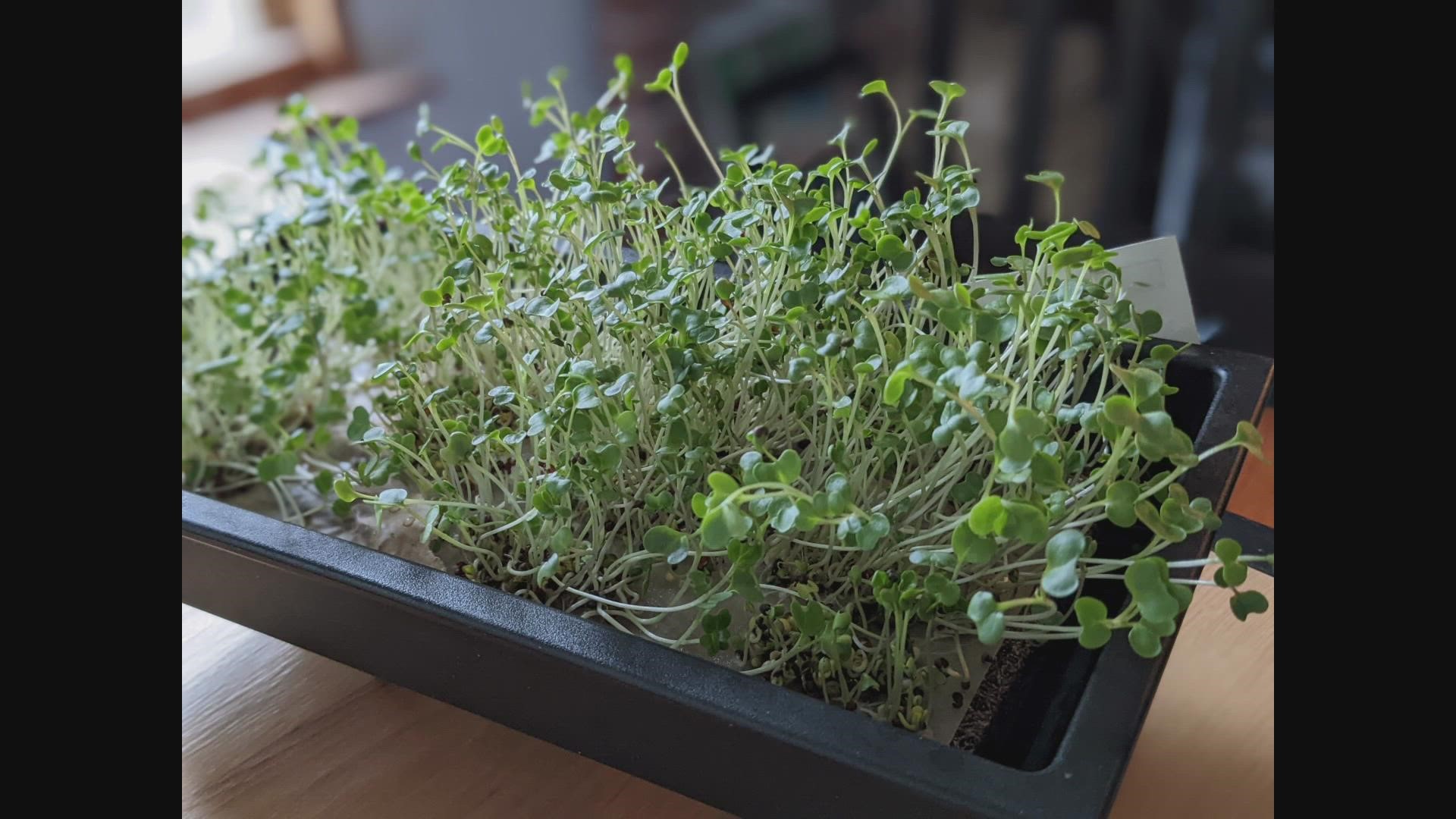 University of Maine researchers believe these sprouts may promote the growth of beneficial bacteria in our guts, and can have anti-inflammatory properties.