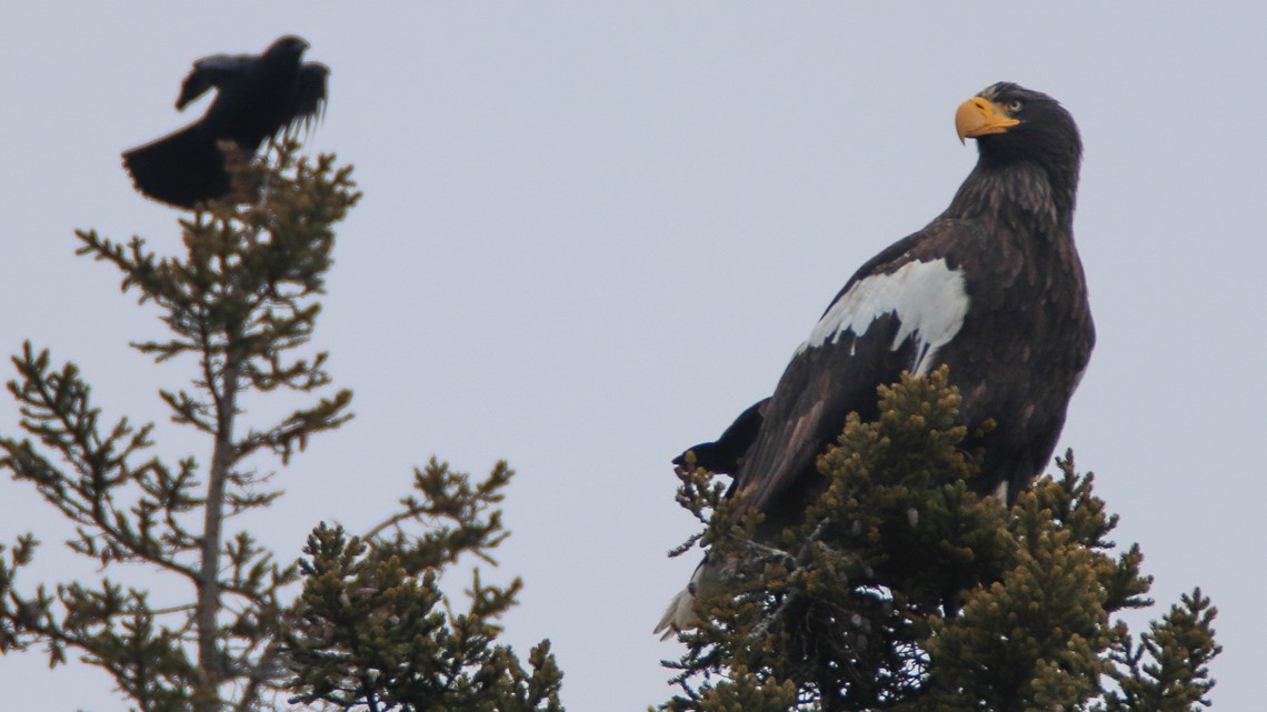 Rare Steller's Sea Eagle Makes History Living In ME For 3 Months ...