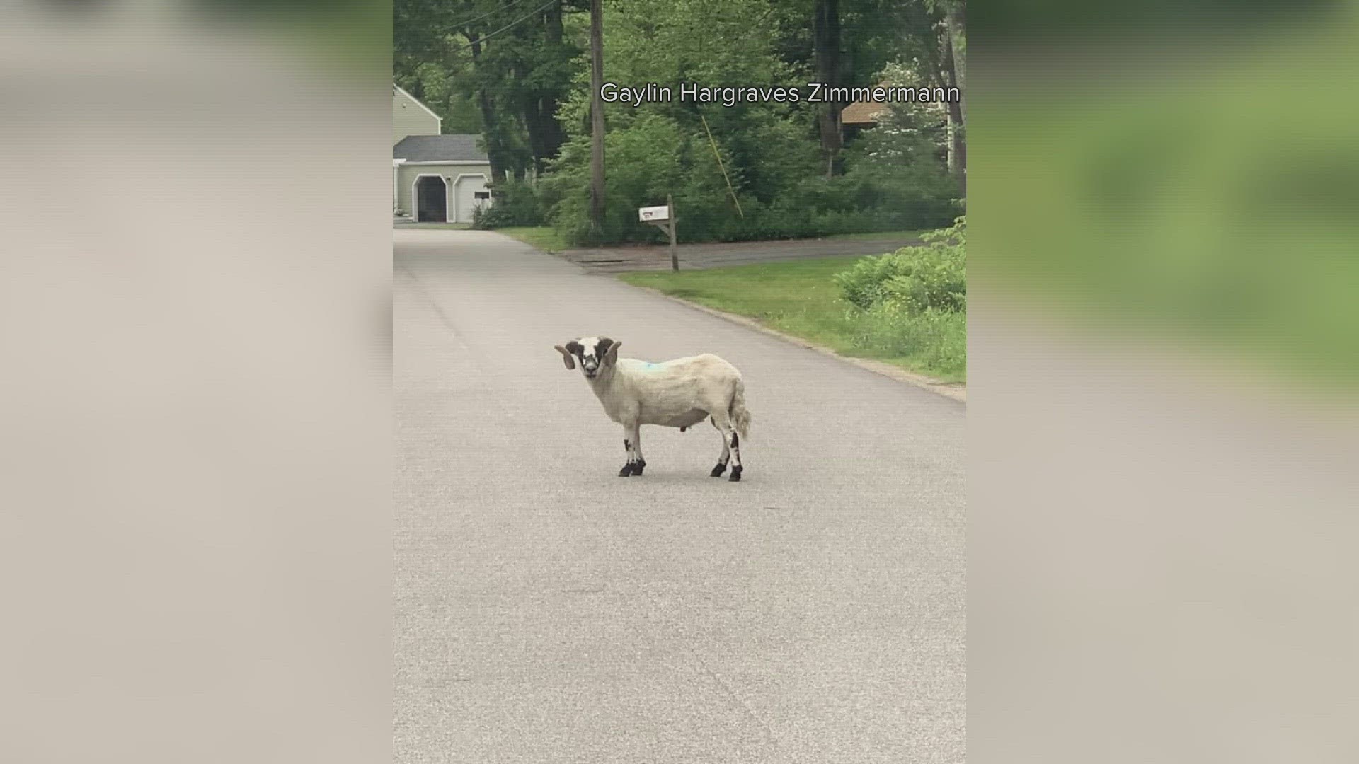 The ram reportedly got loose while its owner was attempting to relocate it to the mainland from Richmond Island.