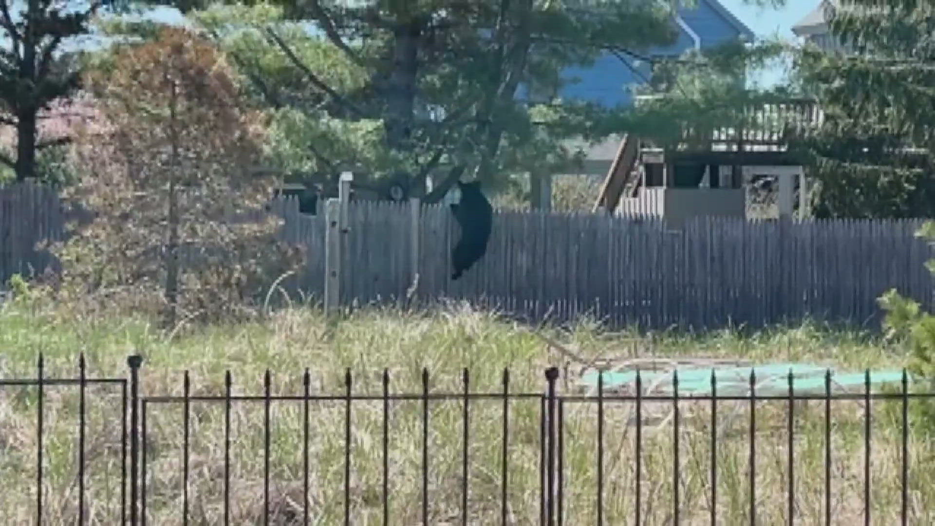 The bear was reportedly lazing about in the beachside town and was being monitored by emergency officials.