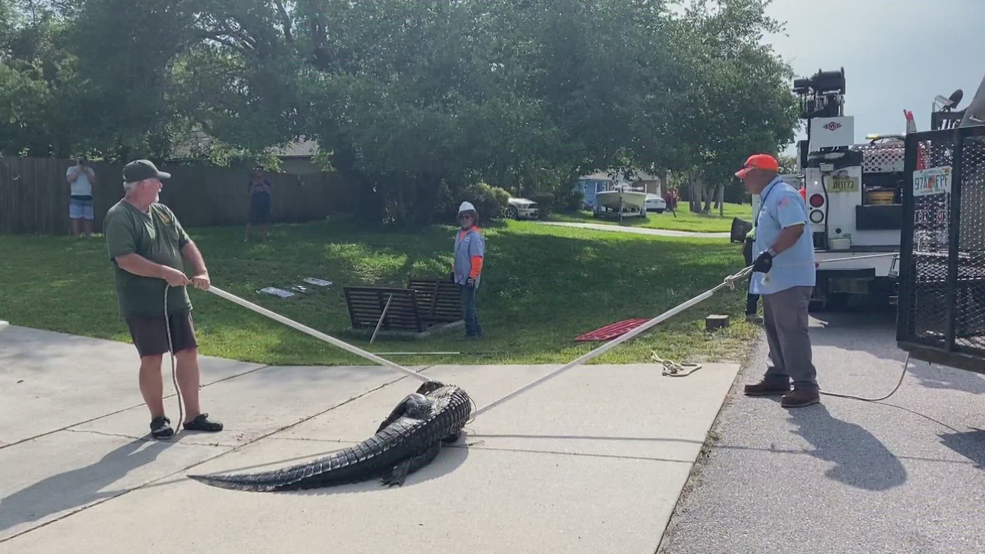 Wildlife workers pulled an 8-foot alligator out of a storm drain pipe in the front yard of a home in Cape Coral.