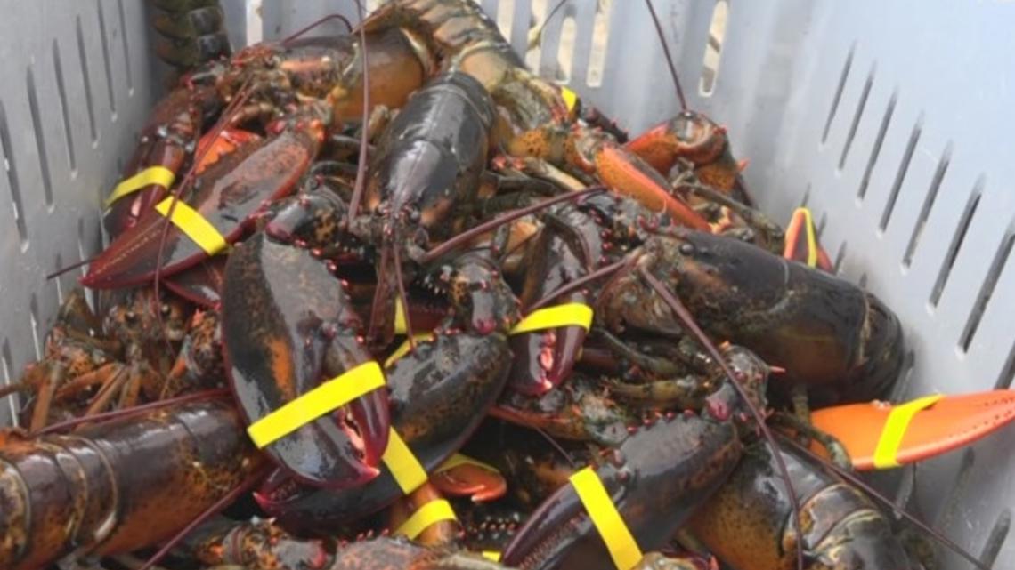 Maine commercial fisheries topped $600M in 2025, led by the lobster industry