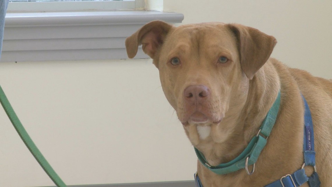 Maine dog adoptions: Jasper at Midcoast Humane needs a home - Vimarsana News