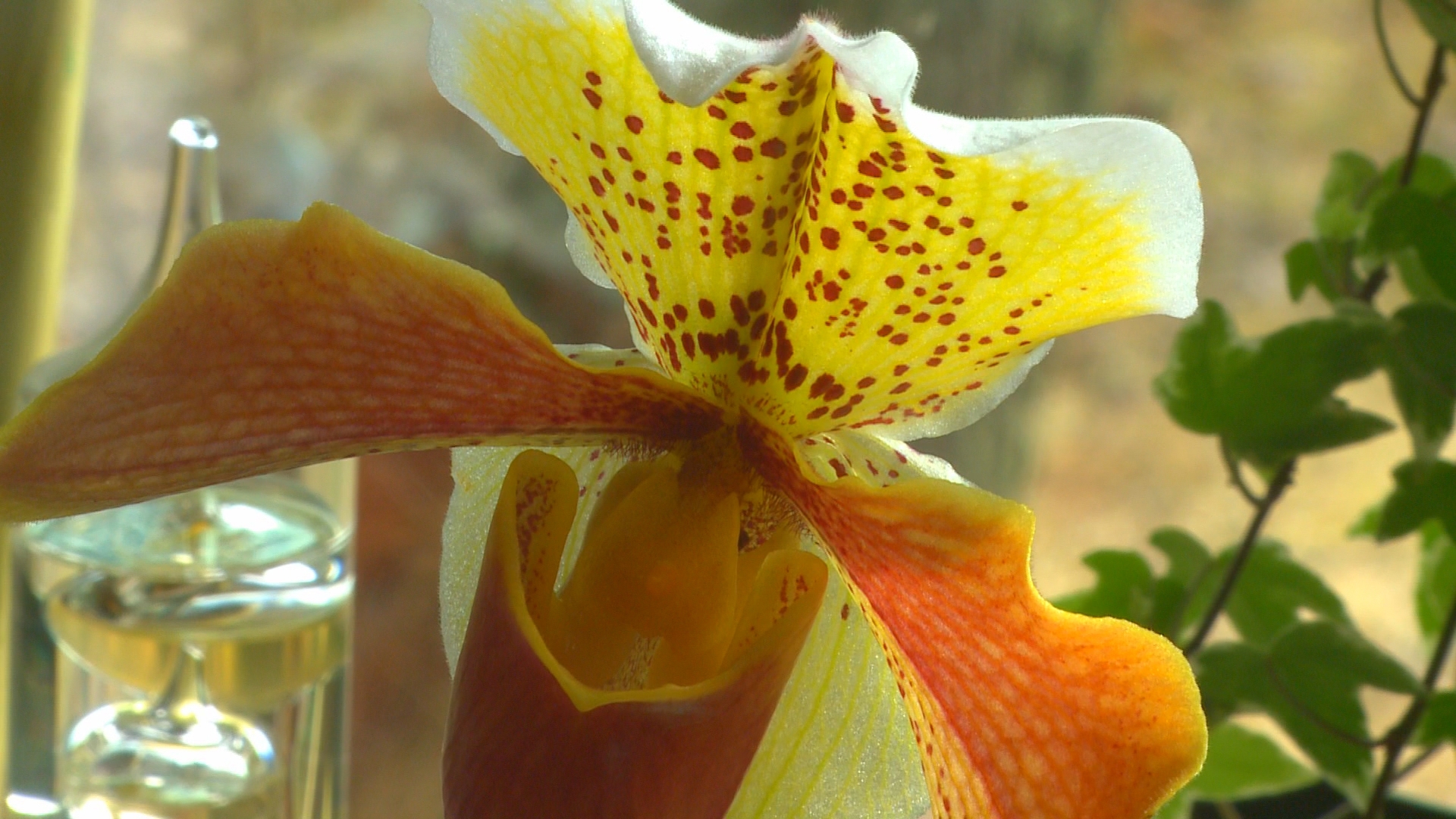 Gardening with Gutner learns from an expert the basics of how to take care of an orchid.