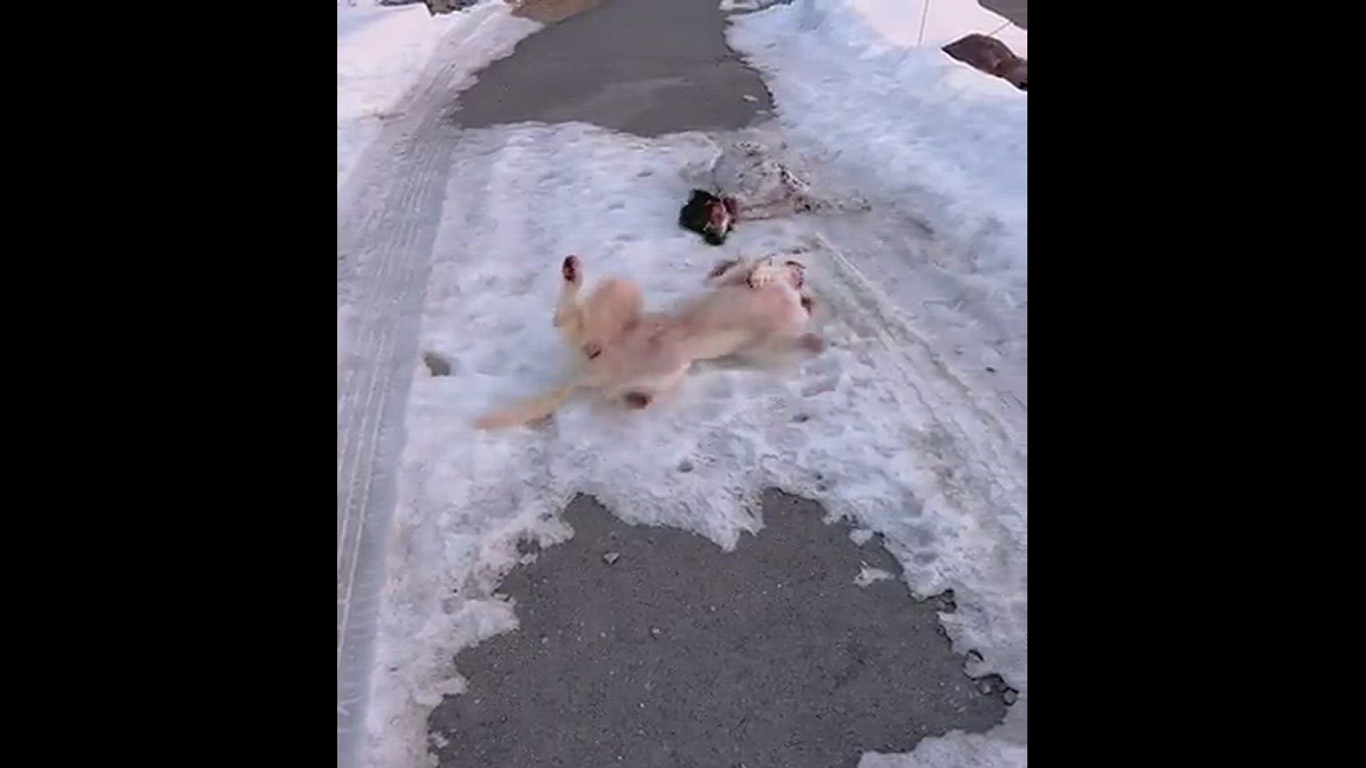 Krispie and Annie, our English Setters, take a morning roll down the slippery driveway.
Credit: Susan Barnard