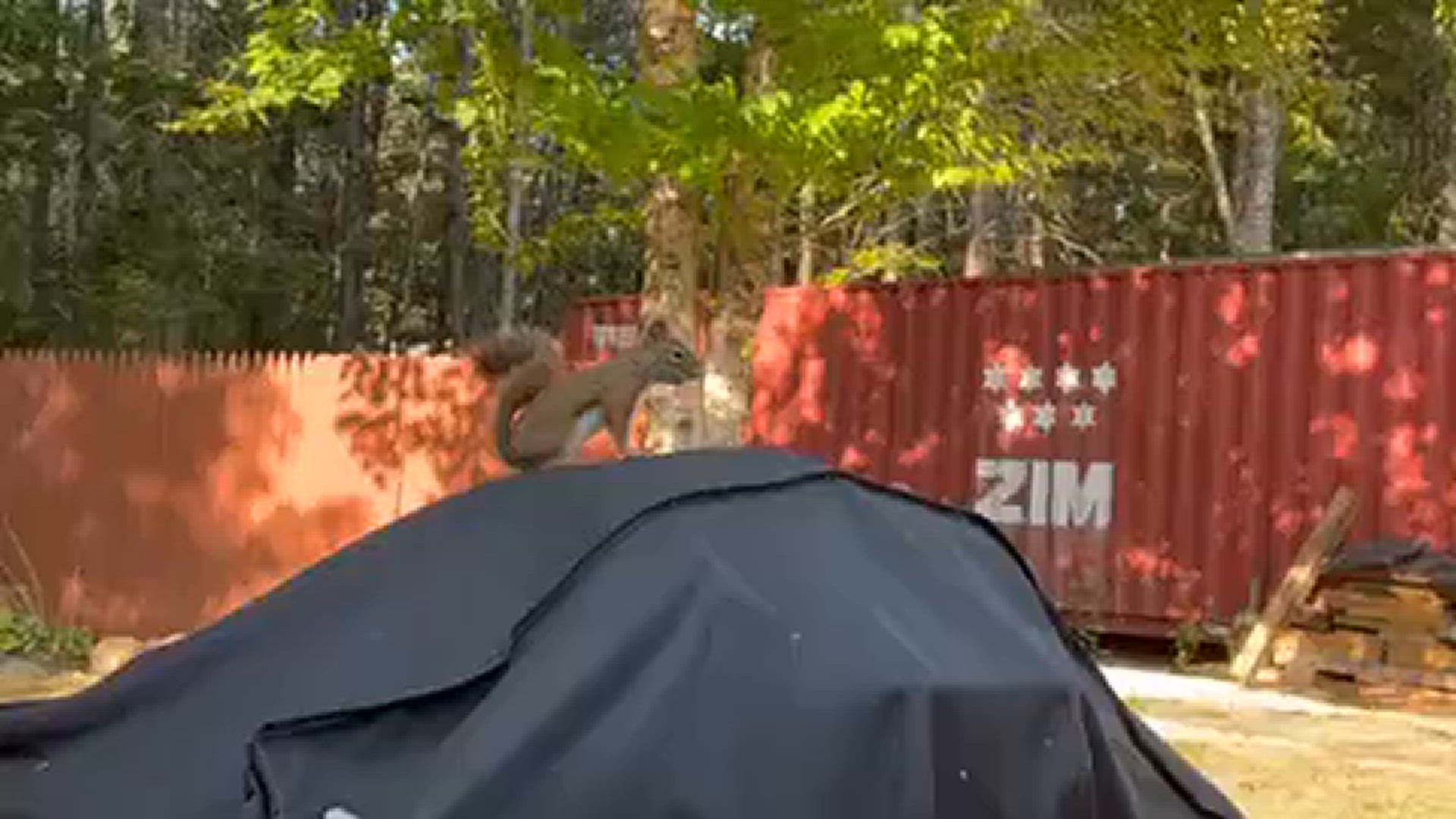 Maine boy catches rare blue lobster