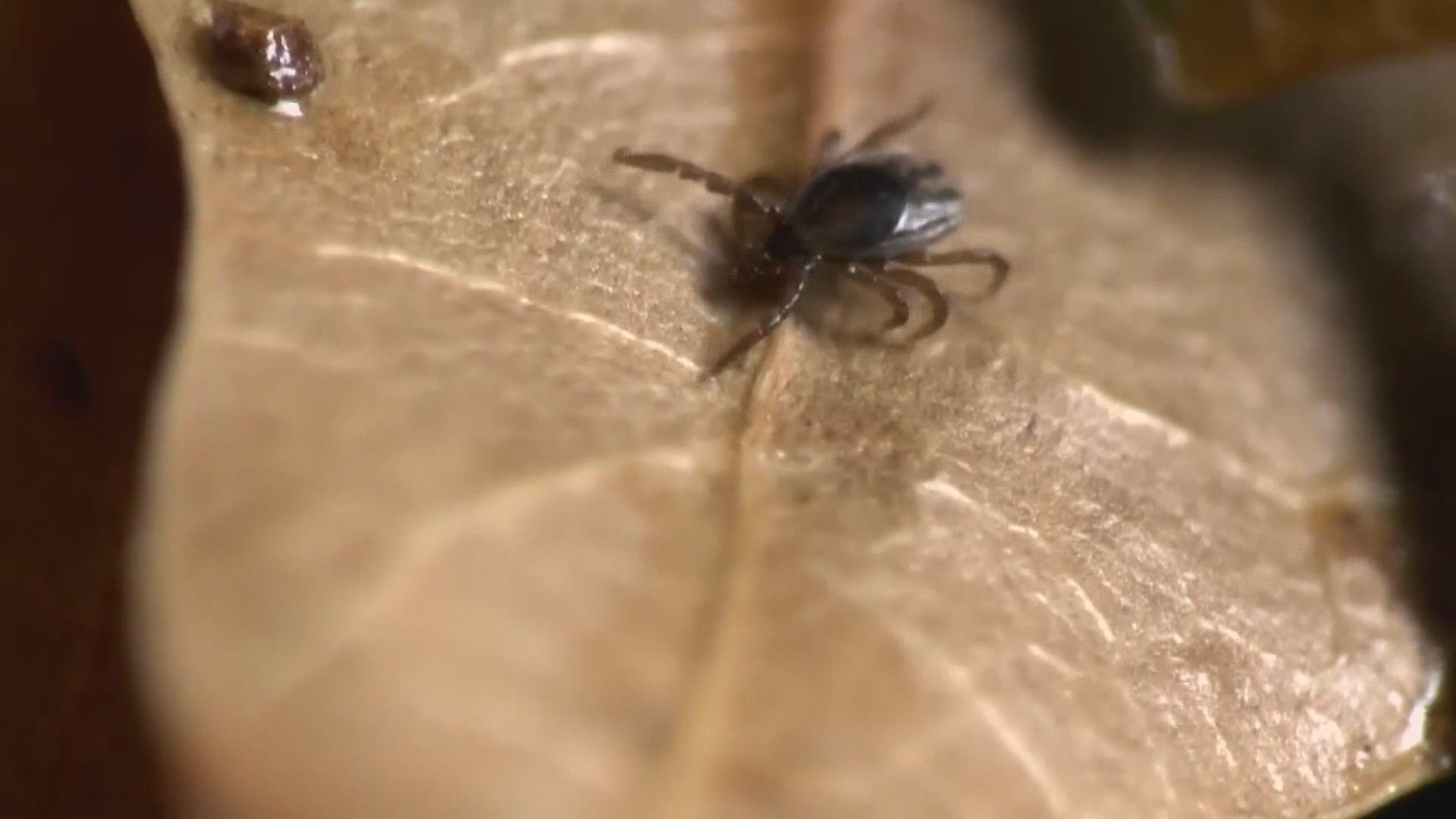 Property auctioned off of former Anson tax collector