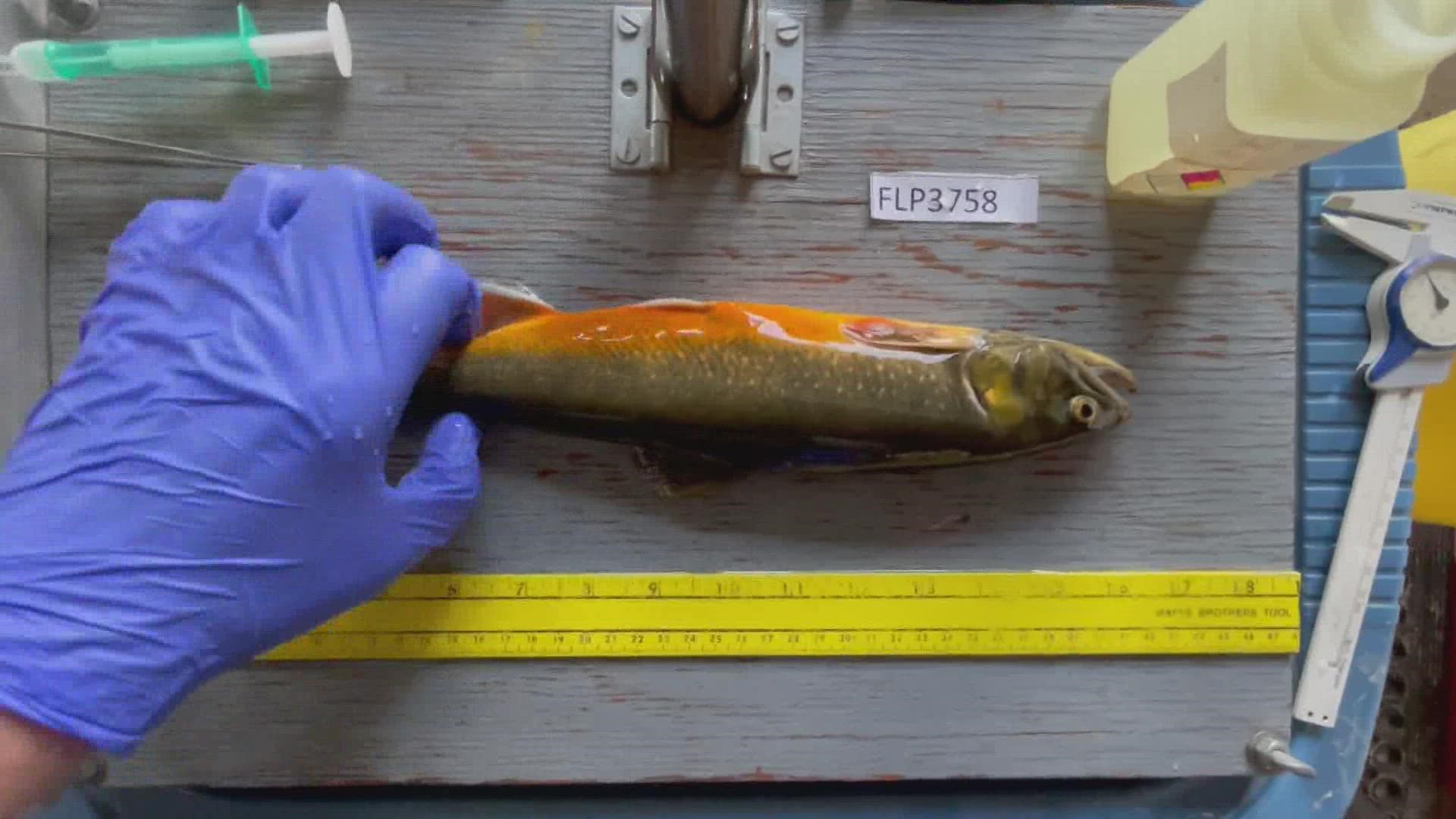 UMaine and University of New Hampshire researchers are looking at arctic char as a bellwether to how other cold water fish will adapt amid climate change.
