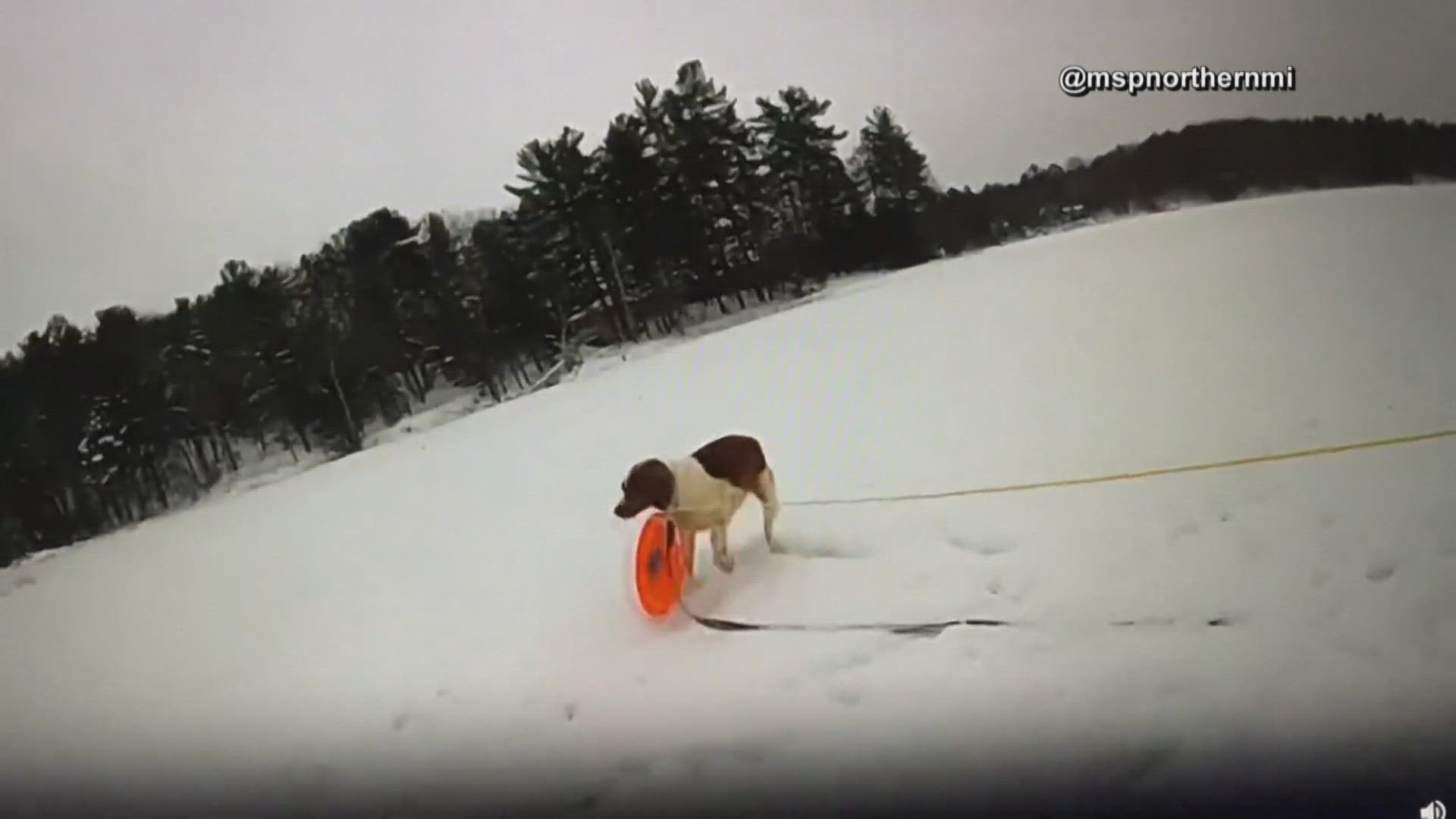 The dog, Ruby, helped out and carried a rope to her owner, who fell through the ice on Arbutus Lake on Thursday.