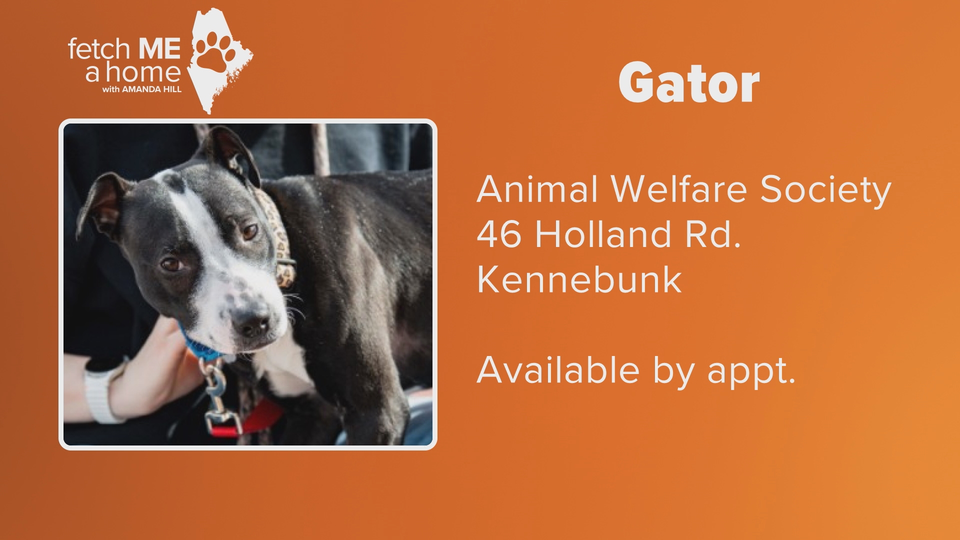 Fetch ME A Home | 9-month-old Gator | newscentermaine.com