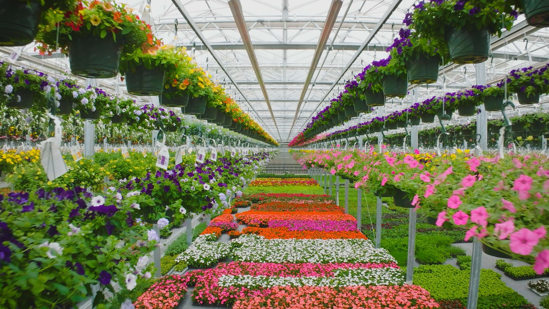 Tom Estabrook gives a tour of his new greenhouse that has all the latest technology.