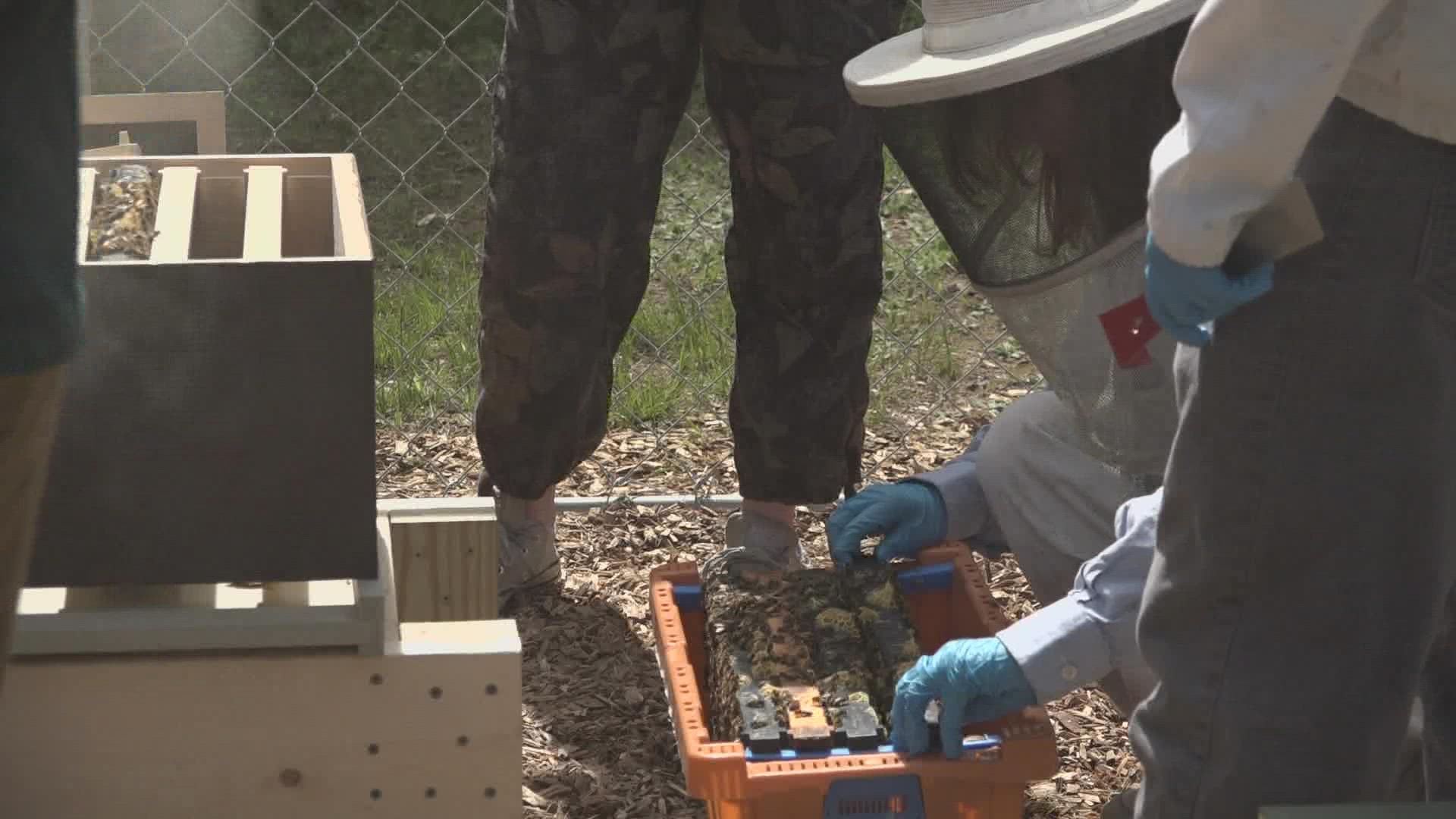 Students were certified as beekeepers last year, and the club is ready to train more.