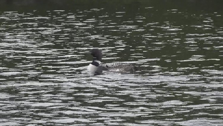Maine loons could be forced to migrate farther north due to climate change