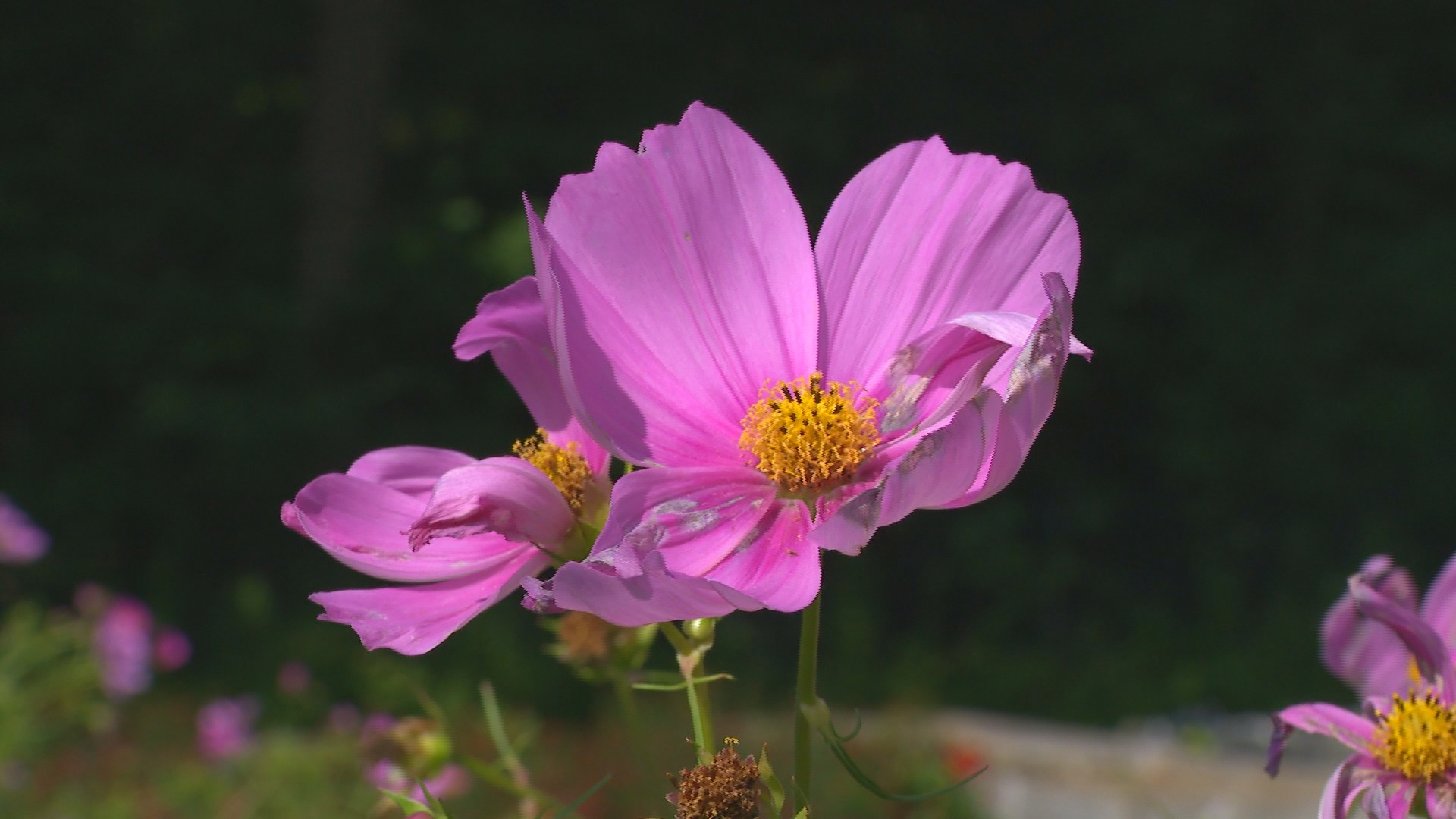 What flowers are good to grow and tips for a cut flower garden.