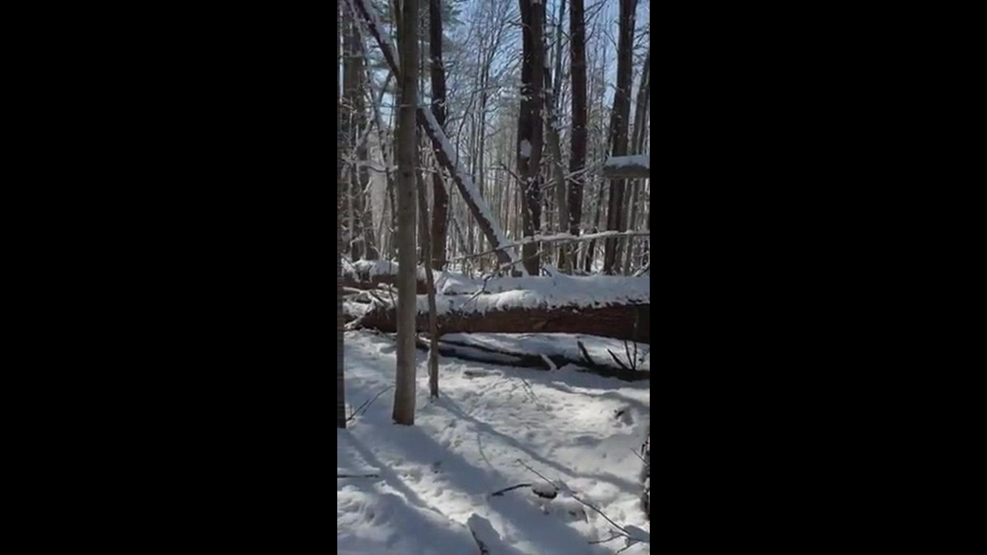 Walked up on these five deer bedded down while taking my dog for a morning walk through the woods.
Credit: Danny