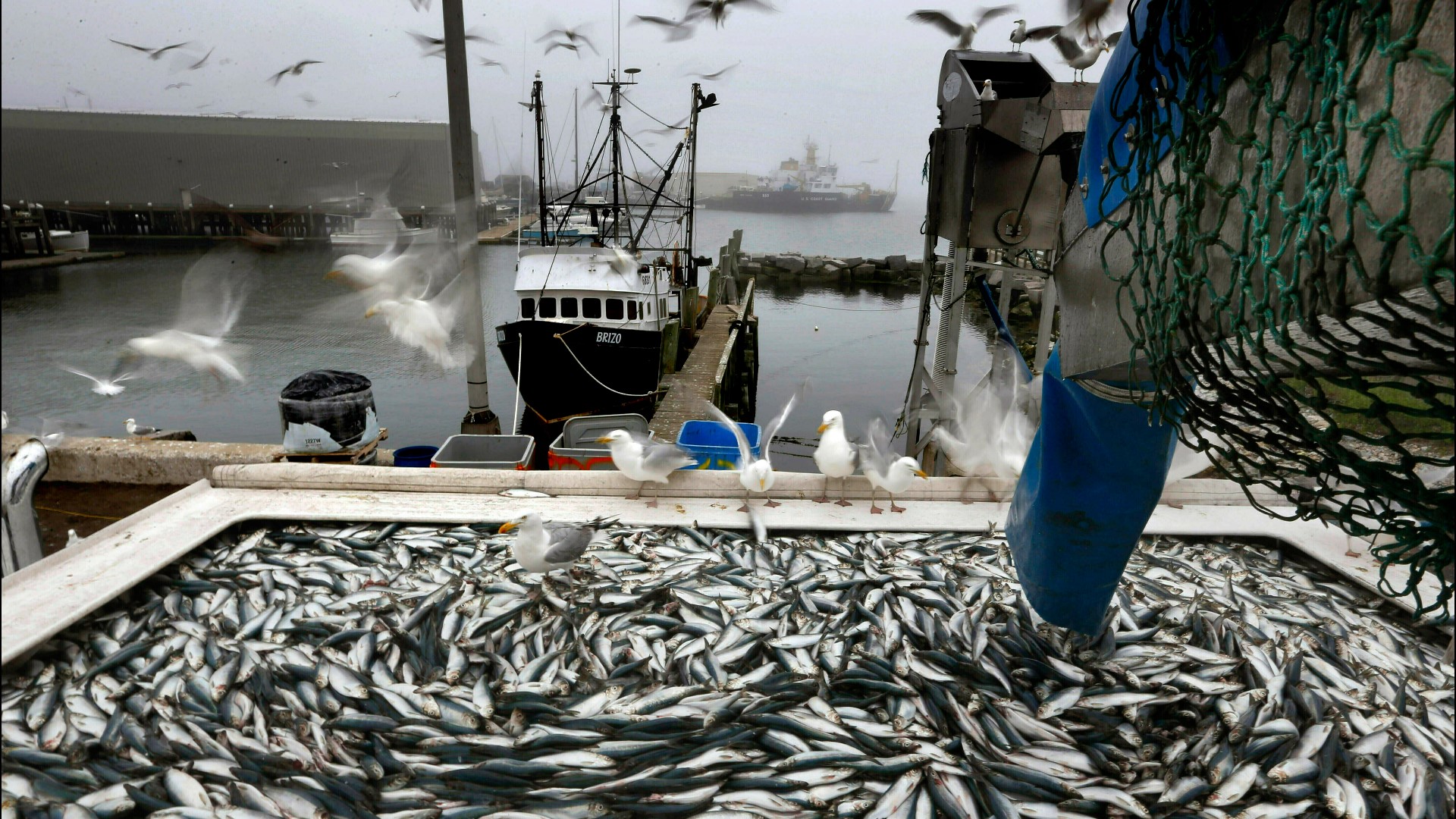The herring are especially important to New England's fishing industry because they are used as bait by lobster fishermen.