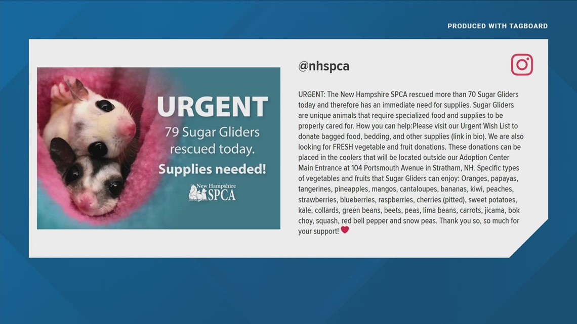 Nearly 80 sugar gliders rescued by New Hampshire SPCA