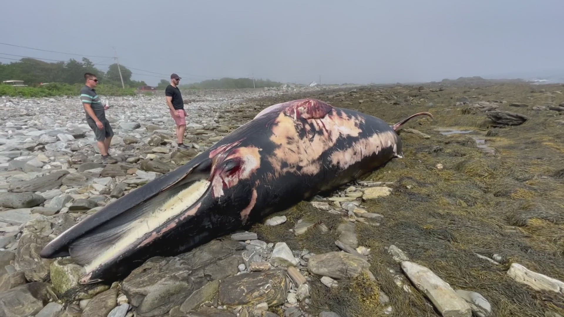 According to the Maine Marine Patrol, it is an adult minke whale. Officials with 'Marine Mammals of Maine' are collecting samples to determine what happened.