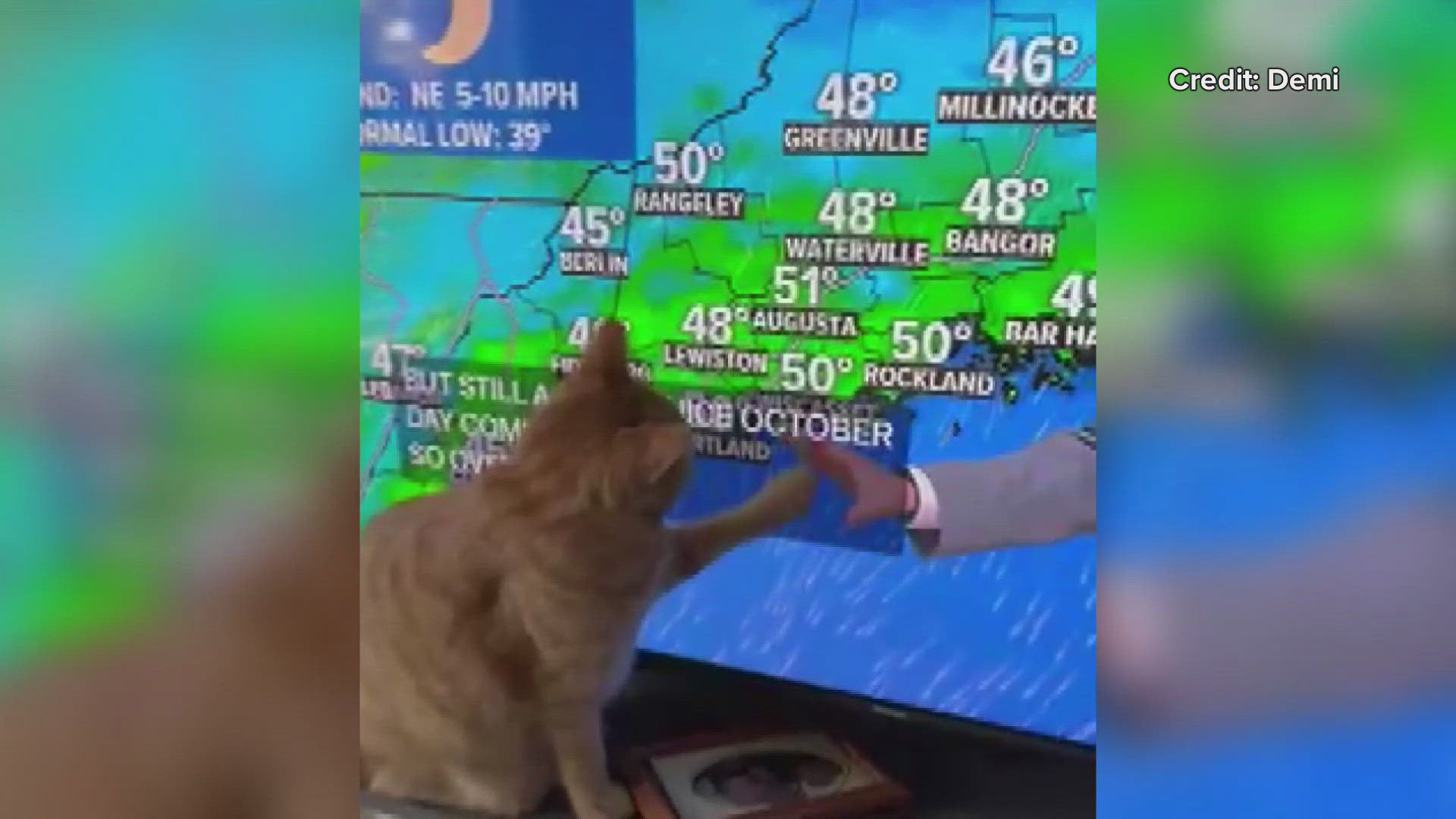 Meteorologist Ryan Breton has a new furry, four-legged superfan