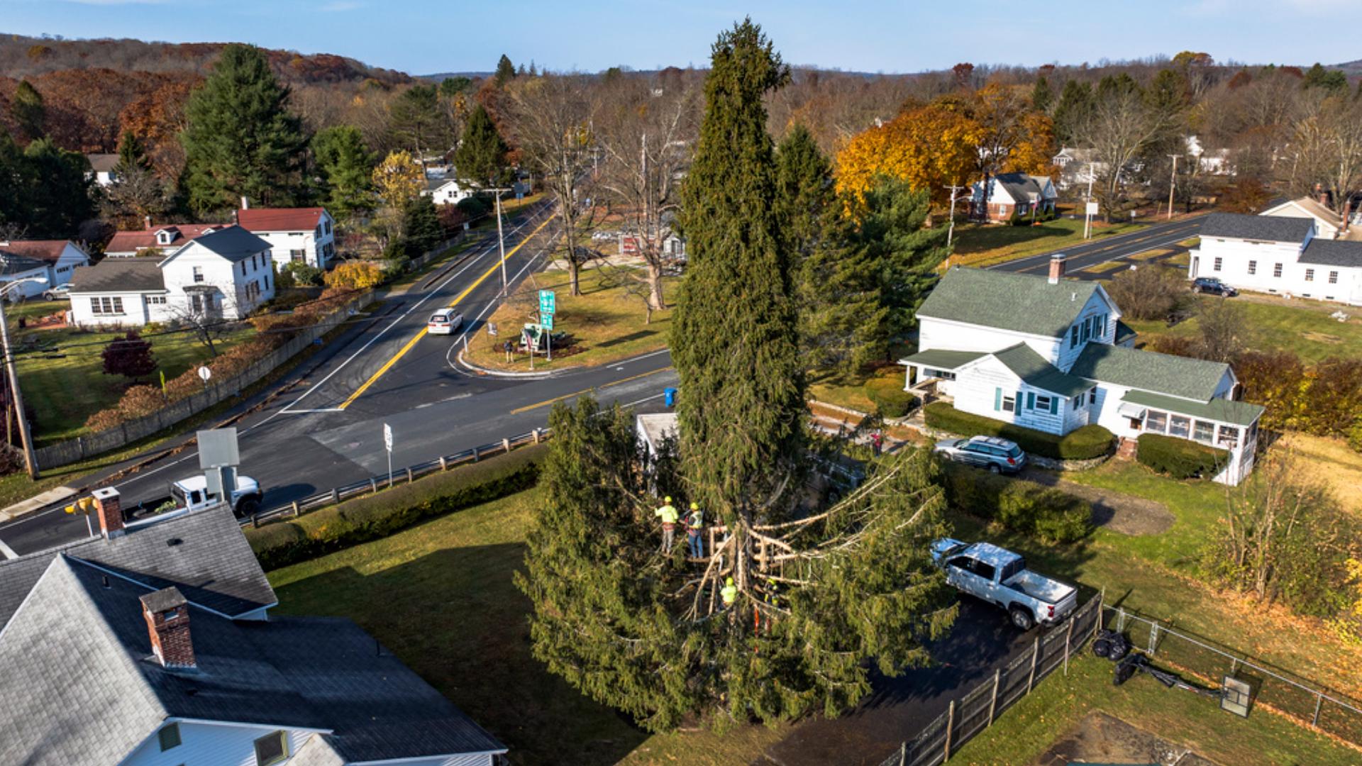 New York's 2024 Rockefeller Christmas tree coming from MA