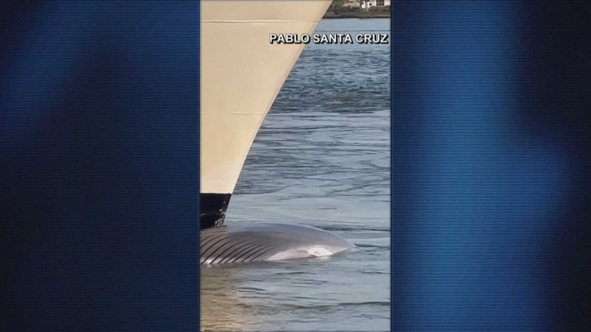 Sei whales are one of the largest whale species and are internationally protected.