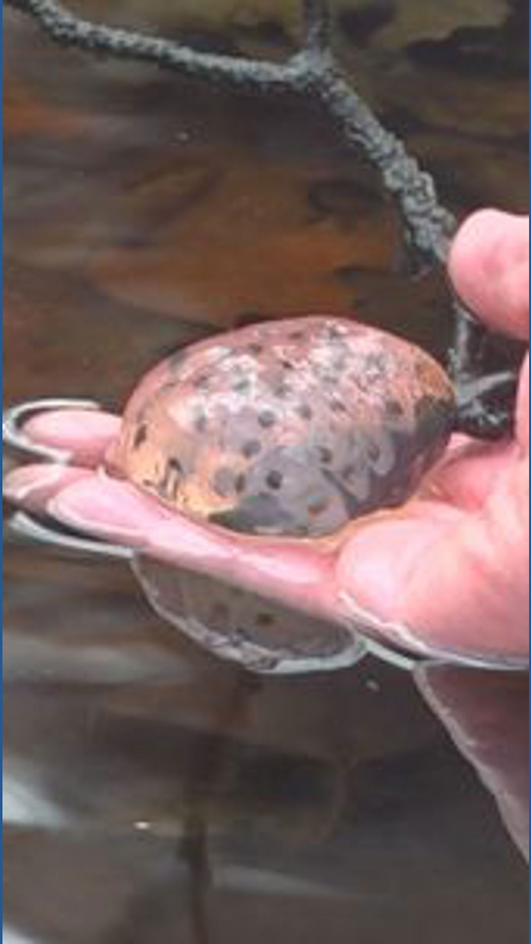 Vernal Pools are temporary, but the lessons learned last forever