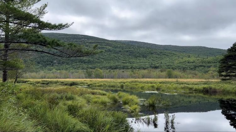 Acadia National Park's invasive plant species problem worsening with climate change