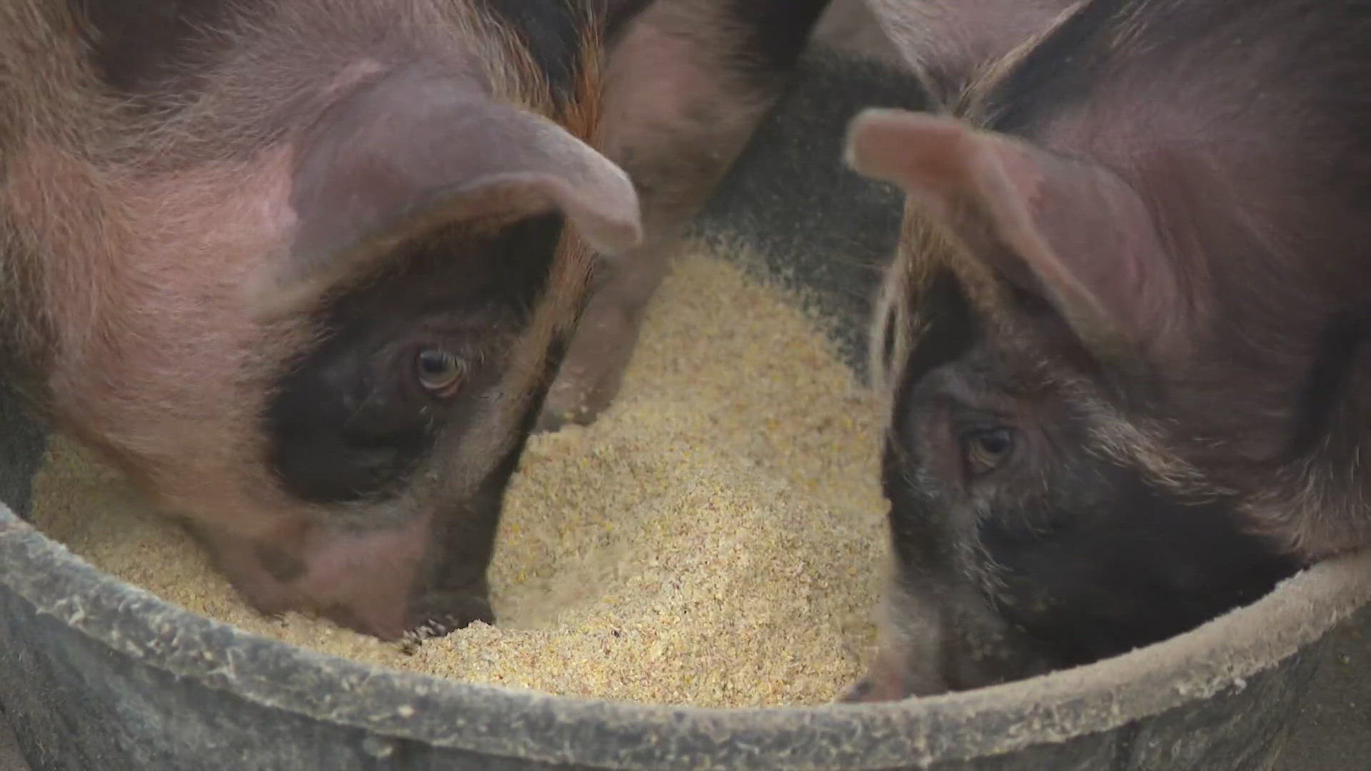 The state sent out a health advisory recommending how farmers and fairs can protect their pigs.