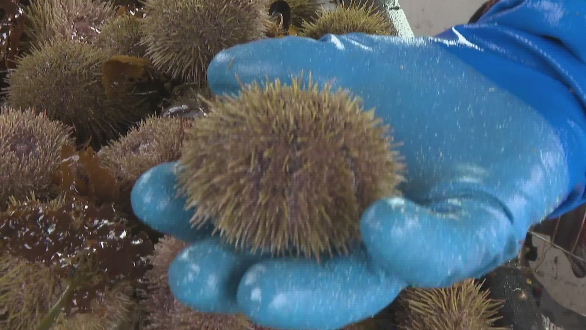 In the '90s Maine sea urchin value was second to lobster. Then they vanished. Now those who still hold their licenses fear they're the last of a generation.