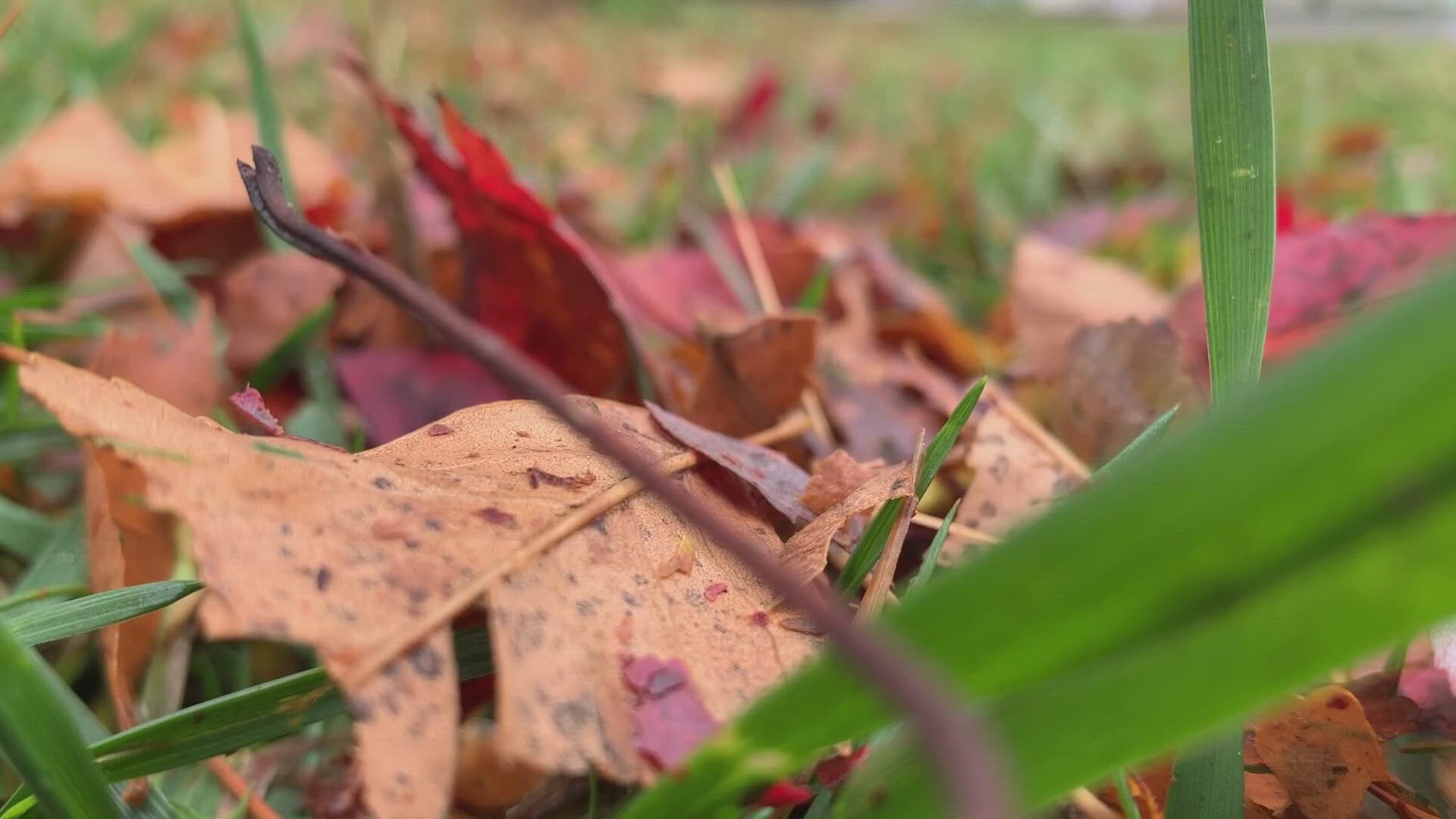 Should you embrace the leaves? There are surprising benefits to leaving them be.