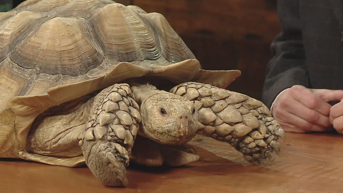 A tortoise might seem like an easy pet, but they can outlive you | newscentermaine.com