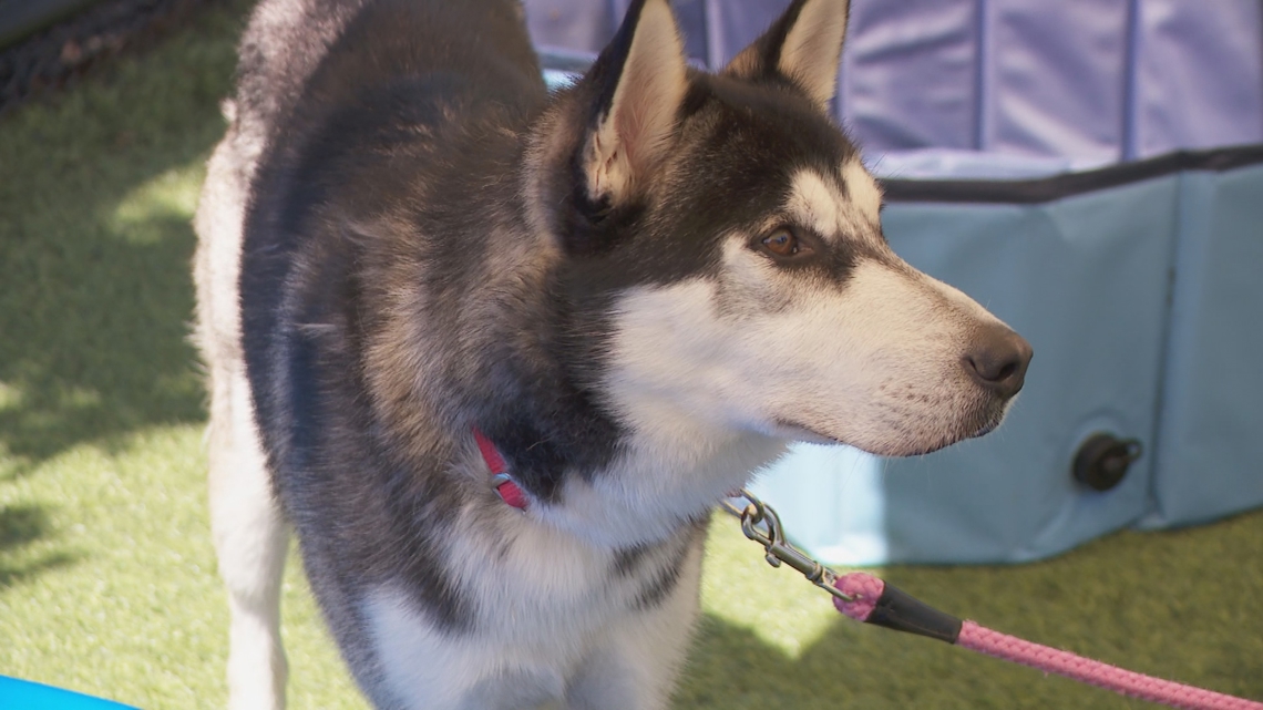 Maine animal shelters reach capacity and cite lack of housing as a cause