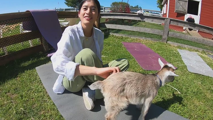 Westbrook farm hops onto goat yoga trend