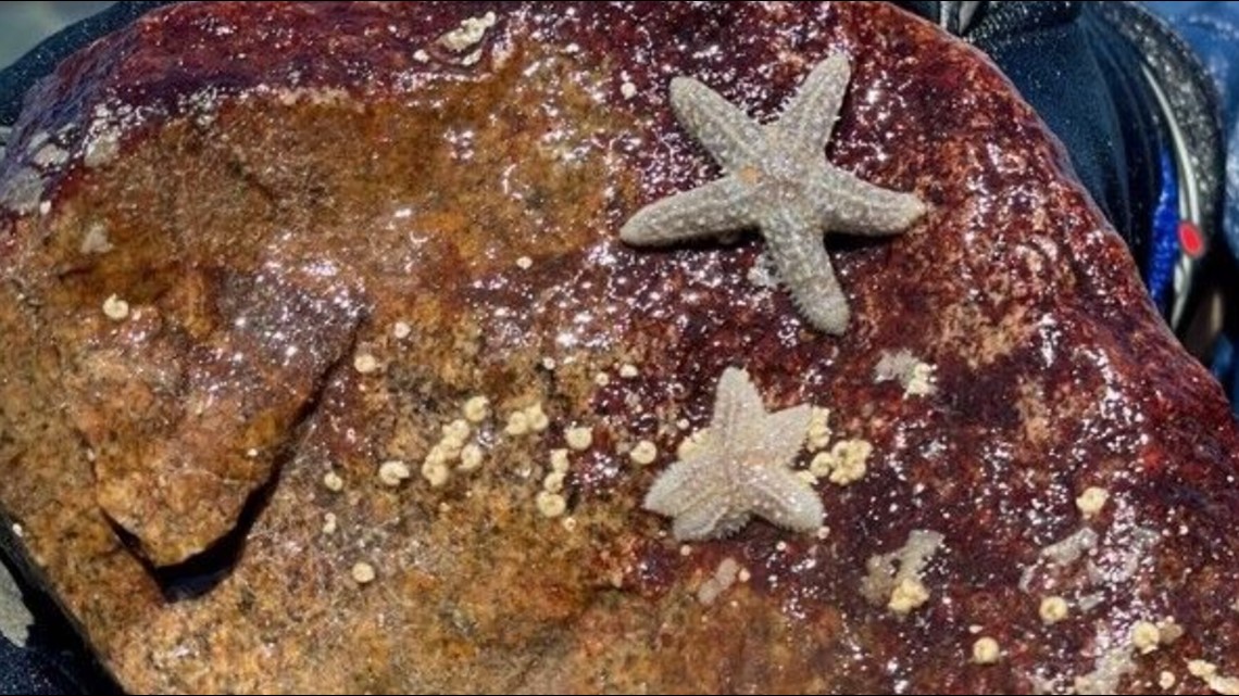 Starfish bodies are really just heads, new research says