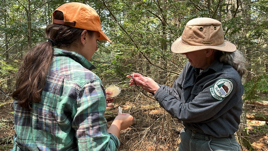 ME biologists release beetles to devour invasive insect ...