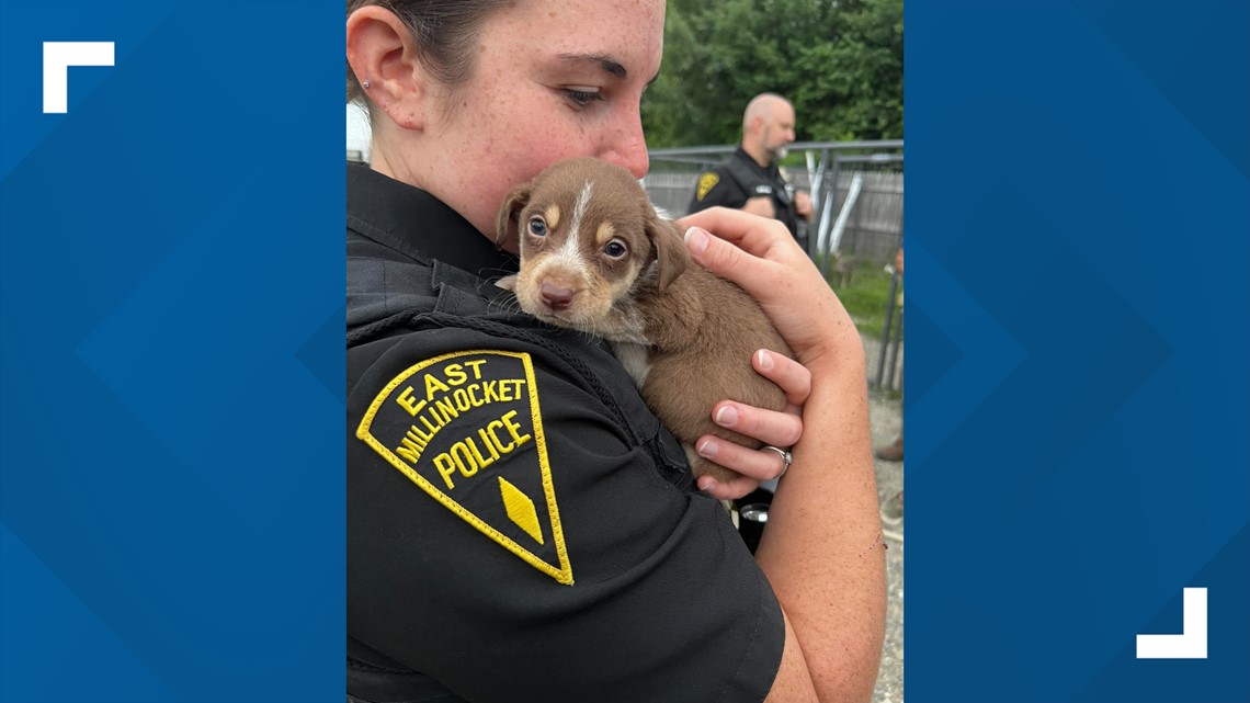 East Millinocket woman charged with animal cruelty