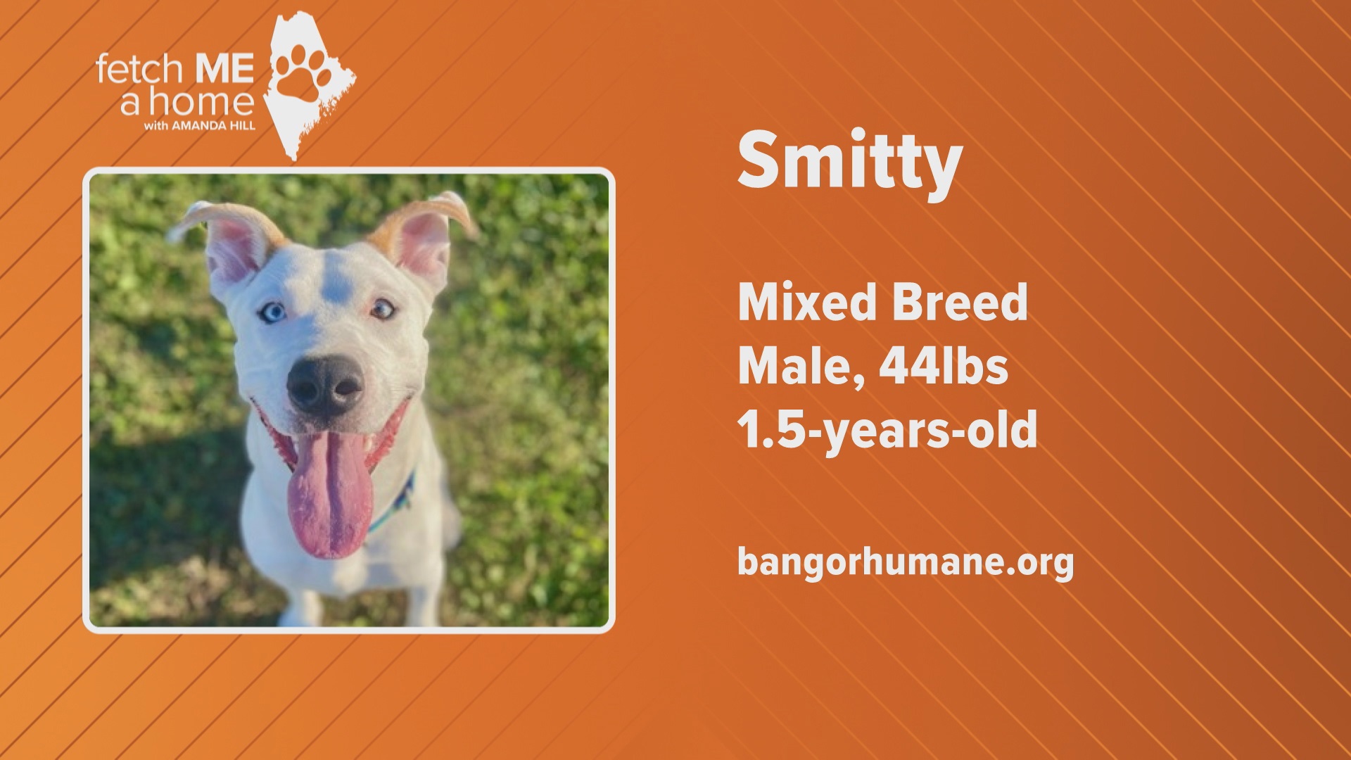 One-and-a-half-year-old mixed-breed male Smitty is at the Bangor Humane Society and looking for his forever home.