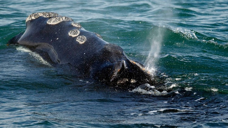 NOAA to consider new rules to prevent ships from striking right whales