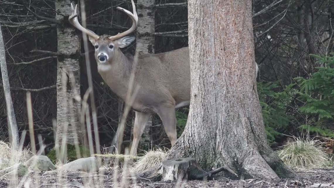 Maine's 'Deer Spy' project seeks volunteers to track deer sightings
